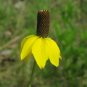 200+PRAIRIE Yellow CONEFLOWER Seeds American Native Wildflower Butterflies Bees