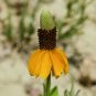 200+PRAIRIE Yellow CONEFLOWER Seeds American Native Wildflower Butterflies Bees