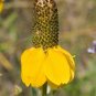 200+PRAIRIE Yellow CONEFLOWER Seeds American Native Wildflower Butterflies Bees