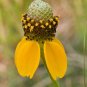 200+PRAIRIE Yellow CONEFLOWER Seeds American Native Wildflower Butterflies Bees