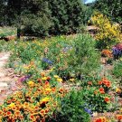 1 OZ=20,000+ALL PERENNIAL WILDFLOWER MIX 17 Different Flower Seeds Micro Prairie