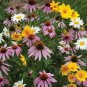 1 OZ=20,000+ALL PERENNIAL WILDFLOWER MIX 17 Different Flower Seeds Micro Prairie