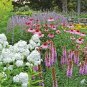 1 OZ=20,000+ALL PERENNIAL WILDFLOWER MIX 17 Different Flower Seeds Micro Prairie