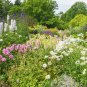 1 OZ=20,000+ALL PERENNIAL WILDFLOWER MIX 17 Different Flower Seeds Micro Prairie