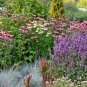 1 OZ=20,000+ALL PERENNIAL WILDFLOWER MIX 17 Different Flower Seeds Micro Prairie