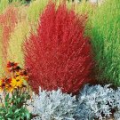 200+BURNING BUSH Seeds Green in Summer Red in Fall/Winter Hedge Row Containers