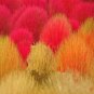 200+BURNING BUSH Seeds Green in Summer Red in Fall/Winter Hedge Row Containers