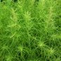 200+BURNING BUSH Seeds Green in Summer Red in Fall/Winter Hedge Row Containers