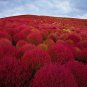 200+BURNING BUSH Seeds Green in Summer Red in Fall/Winter Hedge Row Containers