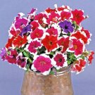 200+PETUNIA PICOTEE MIX Flower Seeds Hanging Baskets Beds Window Box Containers