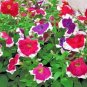 200+PETUNIA PICOTEE MIX Flower Seeds Hanging Baskets Beds Window Box Containers