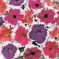 200+PETUNIA PICOTEE MIX Flower Seeds Hanging Baskets Beds Window Box Containers