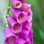 2501+FOXGLOVE MIX Seeds Pink Purple White Lavender Butterflies Garden/Containers