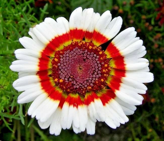 201+Chrysanthemum Tri-Color PAINTED DAISY Seeds Garden/Patio Containers Annual