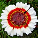 201+Chrysanthemum Tri-Color PAINTED DAISY Seeds Garden/Patio Containers Annual