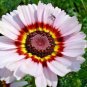 201+Chrysanthemum Tri-Color PAINTED DAISY Seeds Garden/Patio Containers Annual