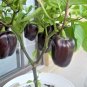 100+PURPLE BEAUTY SWEET BELL PEPPER Seeds Non-Gmo Organic Garden/Patio Container