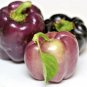 100+PURPLE BEAUTY SWEET BELL PEPPER Seeds Non-Gmo Organic Garden/Patio Container
