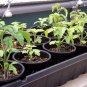 30+TINY TIM DWARF PATIO TOMATO Seeds 16"Plant Hanging Baskets Seeds USA Seller/Garden