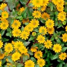 200+CREEPING ZINNIA Flower Seeds Annual Groundcover Hanging Basket Container