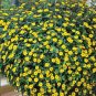 200+CREEPING ZINNIA Flower Seeds Annual Groundcover Hanging Basket Container