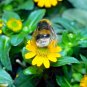 200+CREEPING ZINNIA Flower Seeds Annual Groundcover Hanging Basket Container