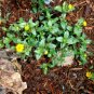 200+CREEPING ZINNIA Flower Seeds Annual Groundcover Hanging Basket Container
