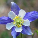 100+ROCKY MOUNTAIN COLUMBINE Seeds Native Wildflower Colorado Garden/ Seeds USA Seller