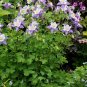 100+ROCKY MOUNTAIN COLUMBINE Seeds Native Wildflower Colorado Garden/ Seeds USA Seller