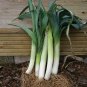 200+PRIZETAKER LEEKS Seeds Organic Non-Gmo Gourmet Spring Garden/Patio Container