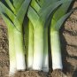 200+PRIZETAKER LEEKS Seeds Organic Non-Gmo Gourmet Spring Garden/Patio Container