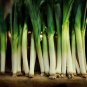200+PRIZETAKER LEEKS Seeds Organic Non-Gmo Gourmet Spring Garden/Patio Container