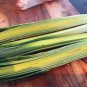200+PRIZETAKER LEEKS Seeds Organic Non-Gmo Gourmet Spring Garden/Patio Container