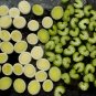 200+PRIZETAKER LEEKS Seeds Organic Non-Gmo Gourmet Spring Garden/Patio Container