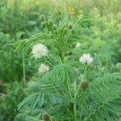 300+ILLINOIS BUNDLEFLOWER Seeds American Native Wildflower Perennial Legume