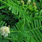 300+ILLINOIS BUNDLEFLOWER Seeds American Native Wildflower Perennial Legume