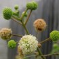 300+ILLINOIS BUNDLEFLOWER Seeds American Native Wildflower Perennial Legume
