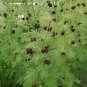 300+ILLINOIS BUNDLEFLOWER Seeds American Native Wildflower Perennial Legume