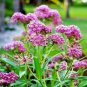 100+SWAMP/ROSE MILKWEED Seeds Monarch Butterflies American Native Wildflower