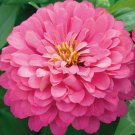 300+ZINNIA "LUMINOSA" Flower Seeds Giant 4-5" Bright PINK Blooms Summer to Fall