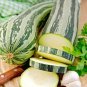 35+COCOZELLE ZUCCHINI Seeds Organic Non-Gmo Italian Heirloom Garden/Container