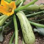 35+COCOZELLE ZUCCHINI Seeds Organic Non-Gmo Italian Heirloom Garden/Container