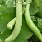 50+HARABEGAN EGGPLANT Seeds Non-GMO Organic India Heirloom Garden/ Seeds USA Seller