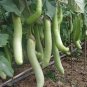 50+HARABEGAN EGGPLANT Seeds Non-GMO Organic India Heirloom Garden/ Seeds USA Seller