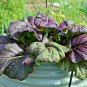 SALE 800+RED GIANT MUSTARD GREENS Seeds Organic Non-GMO Fall/Spring GARDEN SALE