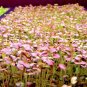 SALE 800+RED GIANT MUSTARD GREENS Seeds Organic Non-GMO Fall/Spring GARDEN SALE