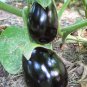 100+BLACK BEAUTY EGGPLANT Seeds Heirloom Non-GMO Organic Garden/Patio  Seeds USA Seller
