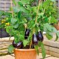 100+BLACK BEAUTY EGGPLANT Seeds Heirloom Non-GMO Organic Garden/Patio  Seeds USA Seller