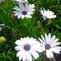 1000+CAPE African DAISY Flower Seeds Wildflower Drought Tolerant Long Blooming