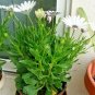 1000+CAPE African DAISY Flower Seeds Wildflower Drought Tolerant Long Blooming